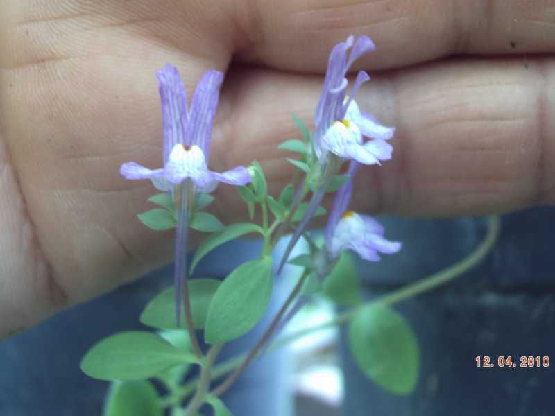 Linaria reflexa